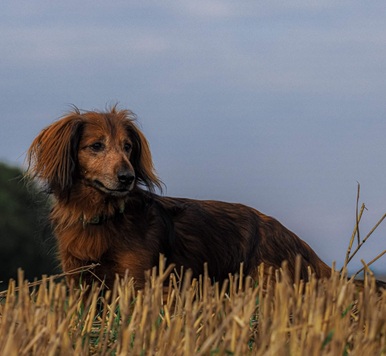 Jarní svod loveckých psů