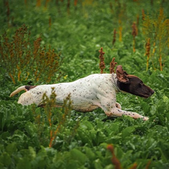 Zkoušky vloh ohařů a ostatních plemen